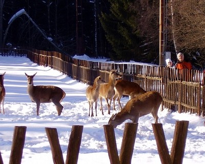 Fallow deer park